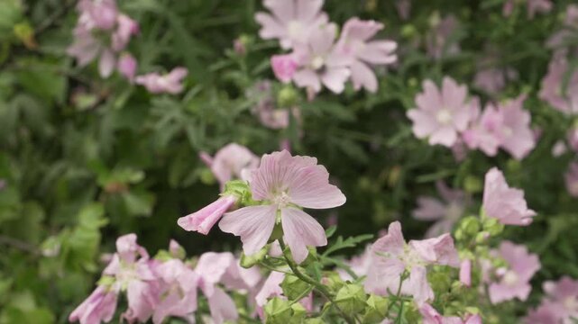 Close-up view of a pink greater musk mallow (Malva alcea) blossom with shallow depth of field against a blurred blooming garden backdrop. Useful for botanical guides, nature documentaries and the like