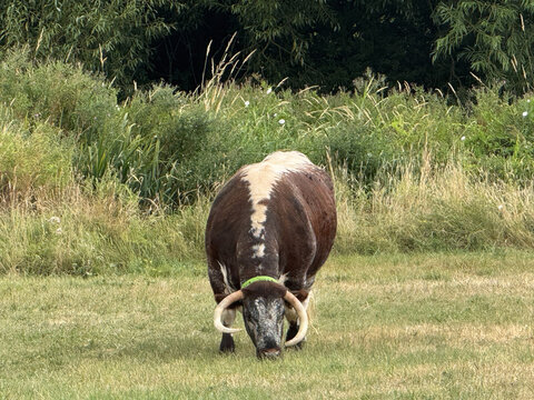 Cow Enjoying Grass