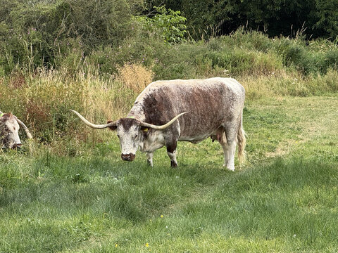 Cows in Meadow