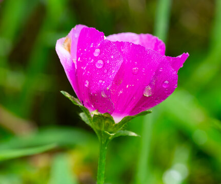 A single winecup poppy mallow after rain
