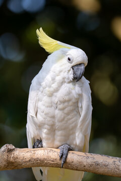Sulphur-crested Cockatoo (Cacatua galerita)