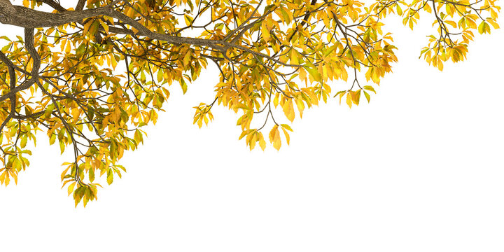 autumn leaves isolated on white