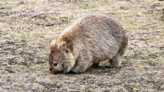 Wombat grazing on Maria Island in Tasmania