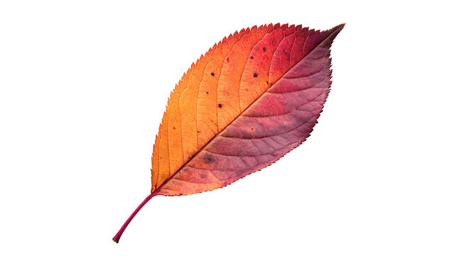 Dry vibrant red autumn fallen leaf with detailed veins structure isolated on transparent background