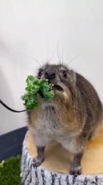 Rock Hyrax Chewing Fresh Green Leaf Close Up