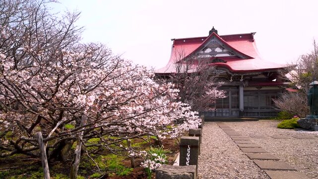 清隆寺のチシマザクラ