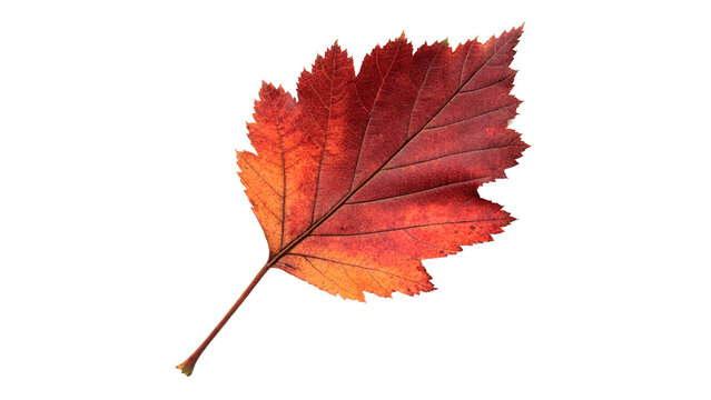 Dry vibrant red autumn fallen maple leaf detailed veins structure isolated on transparent background