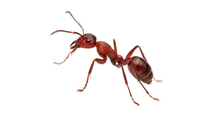 Single small red ant insect wildlife creature garden macro asset isolated on transparent background © Amelia