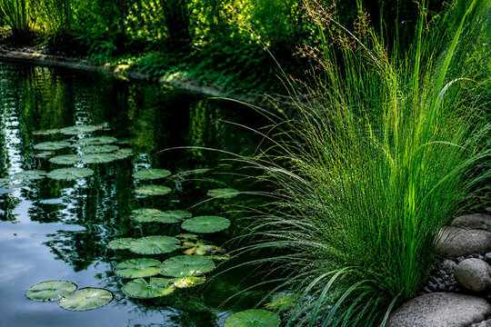 Pond with water lily leaves and tall green grass on the shore. Calm landscape of a garden lake. Nature scenery for relaxation and meditation. Peaceful outdoor environment in summer.