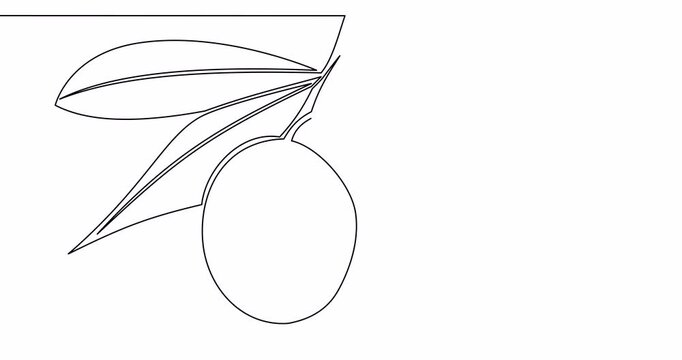 Self drawing line animation Olives branch continuous one single line drawn concept video