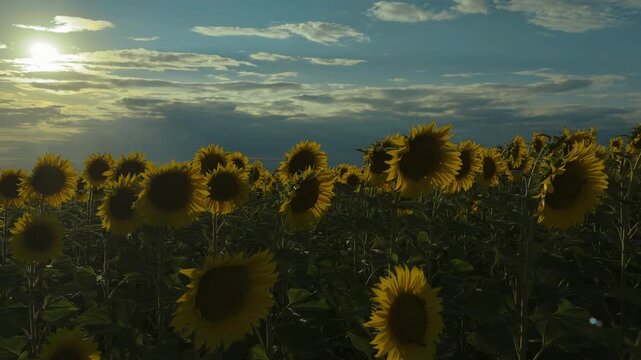 Low panoramic sunflower field beneath dramatic overcast sky, bright yellow petals, dark seed centers, thick green stems, and sweeping rural horizon with strong contrast