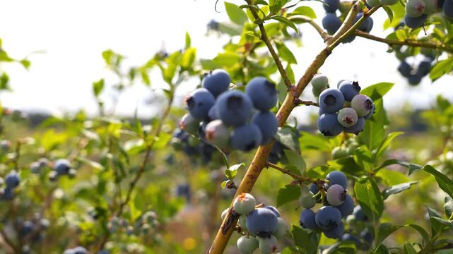Close-up Ripe Blueberries Swaying on Branch in Gentle Breeze Natural Sunlight 4K Footage