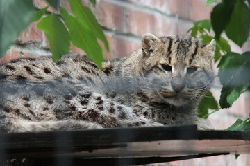 fishing cat in a zoo in lille in france  © frdric
