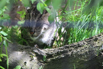 fishing cat in a zoo in lille in france  © frdric