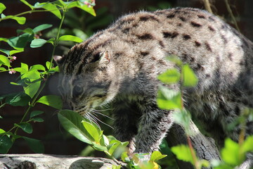 fishing cat in a zoo in lille in france  © frdric