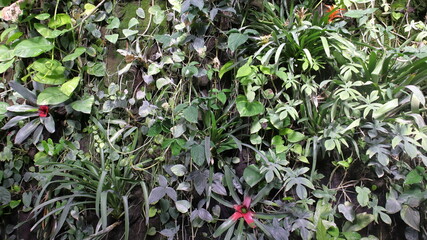 PIante tropicali sul muro