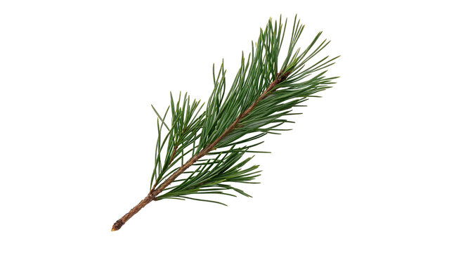 Fresh green spruce pine tree branch needle foliage nature sprig isolated on transparent background
