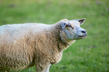 A peaceful sheep stands gracefully in a vibrant green pasture, its textured fleece prominent against the soft, natural backdrop. Serene and calm, embodying rural tranquility. © erwin