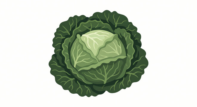 Fresh Head of Green Cabbage Vector Illustration for Organic Farm and Menu Design