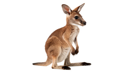 Wild young brown kangaroo joey standing looking away australian fauna isolated on transparent background © Oliver