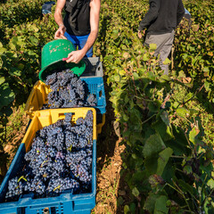 Fototapeta premium Worker emptying Pinot Noir grapes into harvest crates
