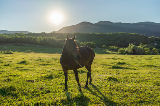 Dark horse grazing in a sunny green meadow with rolling mountains in the distance during a beautiful golden hour afternoon