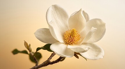 Close-up of a single ivory magnolia blossom. Elegant floral macro shot showcasing delicate petals and warm lighting. Beautiful spring flower for na... © Abdullah