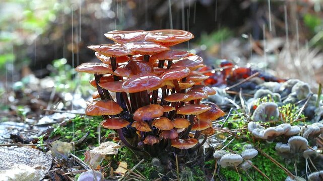 Cluster Of Wild Mushrooms Growing On A Wet Tree Stump In The Autumn Rain Close Up Forest Nature Video In Slow Motion