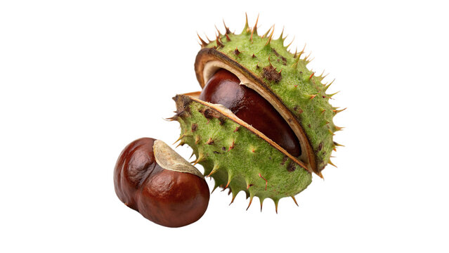 Open chestnut pod husk split in half with ripe brown nuts isolated on transparent background