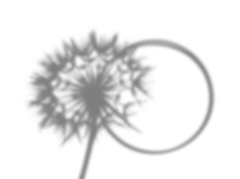 dandelion circle flower nature flora weed shadow overlay transparent isolated background effect mockup silhouette shade dark spring botany
