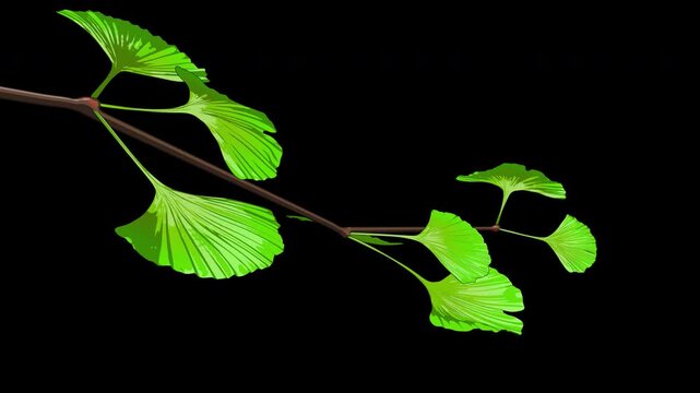 Ginkgo Tree Branch on Transparent Background