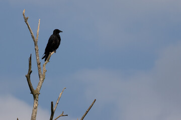 Naklejka premium Black raven perched on a bare tree branch against blue sky.