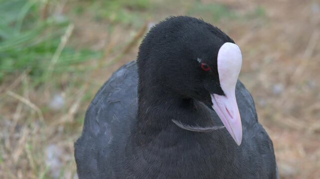 Coot (Fulica atra) in closeup with a feather stuck to its beak. July, Kent, UK [Half speed]