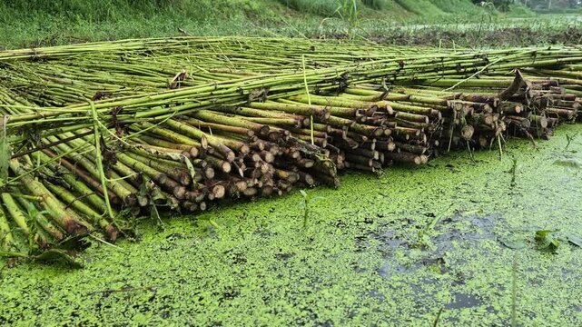Raw Green Jute Stalks Floating On Dirty Pond Water Covered With Duckweed