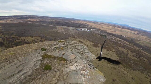 An Andean condor soars low along the rocky cliffs of Cerro Dorotea above vast golden grassland in Puerto Natales Chile, FPV aerial