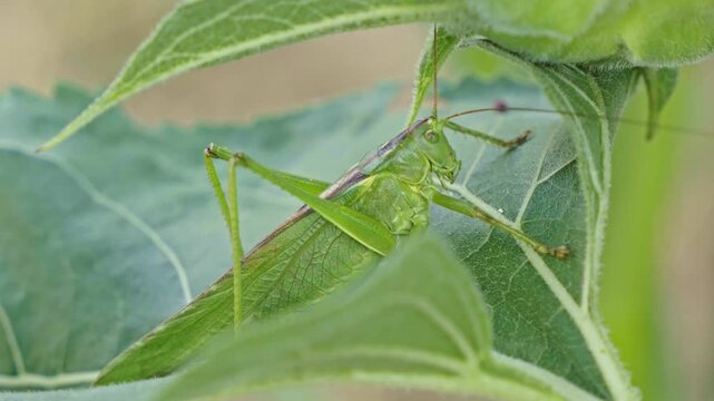 Green bush-cricket from the family Tettigoniidae resting among broad leaves reveals camouflage, folded wings, detailed morphology and herbivorous adaptations, illustrating insect ecology, static shot