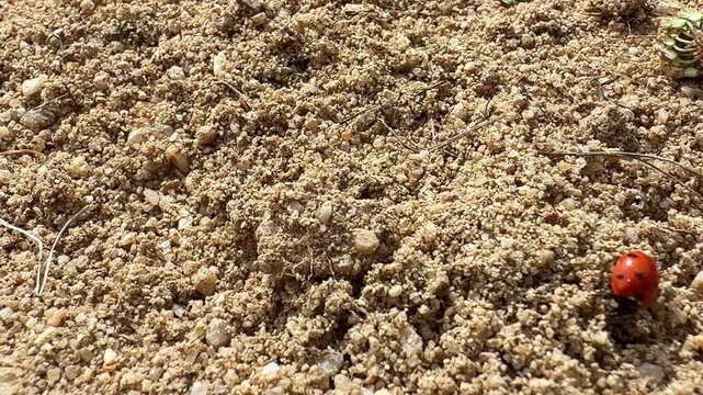 Ladybug from the family Coccinellidae crawls across coarse sand, highlighting insect locomotion, terrestrial microhabitat, granular texture and macro wildlife behavior, static camera.