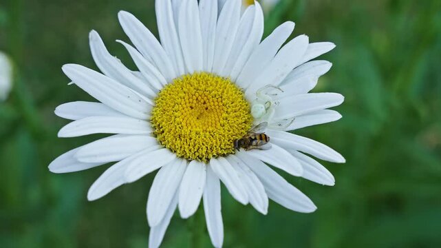 White crab spider Misumena vatia ambushes a hoverfly from the family Syrphidae on an oxeye daisy Leucanthemum vulgare, illustrating camouflage, predator-prey interaction, pollination ecology
