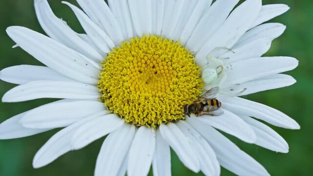 White crab spider Misumena vatia ambushes a hoverfly on an oxeye daisy Leucanthemum vulgare, illustrating predator-prey interaction, camouflage, pollinator ecology and biological control, static shot