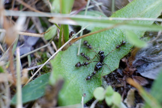 Six small black ants tear apart a large one. The small ants pull the large ant in different directions. Ant war. The small ants unite and defeat the large one.