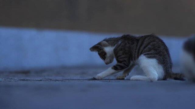 An energetic kitten trying to catch a lizzard as its dinner