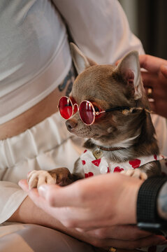 Small Chihuahua puppy in red sunglasses and heart-patterned dress sits in newly married couple's hands. Romantic bridal morning and Valentine's Day theme. Stylish, playful wedding atmosphere.