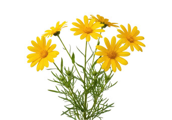 Bunch of yellow daisies isolated on transparent background © KAZIOMAR
