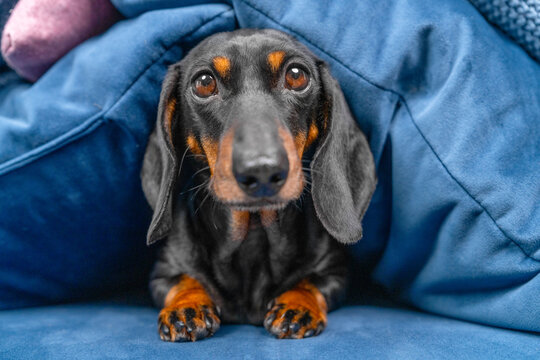 Dachshund dog hiding under a blue blanket at home