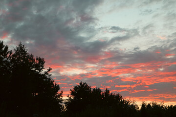 Fototapeta premium Vibrant pink and blue sunset sky over dark tree silhouettes