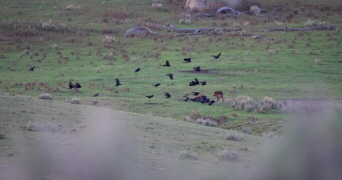 Wide shot of a grey wolf carrying a piece of meat from a bison carcass before corvids swoop in to scavenge. Natural wildlife footage showing the food chain in a North American valley.