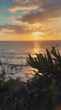 Succulent plants and coastal vegetation overlook gently moving ocean waves glowing under a warm golden hour sunset with soft clouds above.
