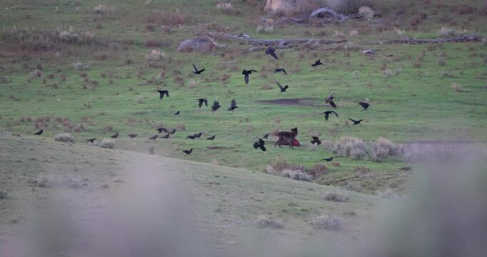 Wide shot of a grey wolf driving corvids away from a bison carcass while feeding. Natural wildlife footage showing resource defence behaviour in a North American valley.