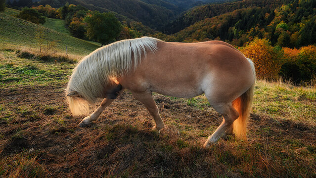 brown horse at the Church of Saints Primoz and Felicijan Jamnik in Slovenia