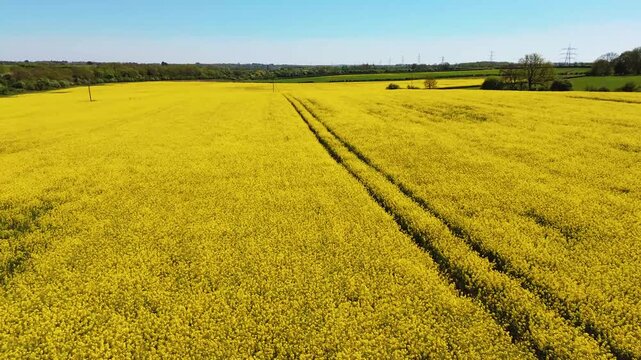 The drone flies forward above flowering rapeseed, centered on parallel wheel tracks leading toward a distant hedgerow.